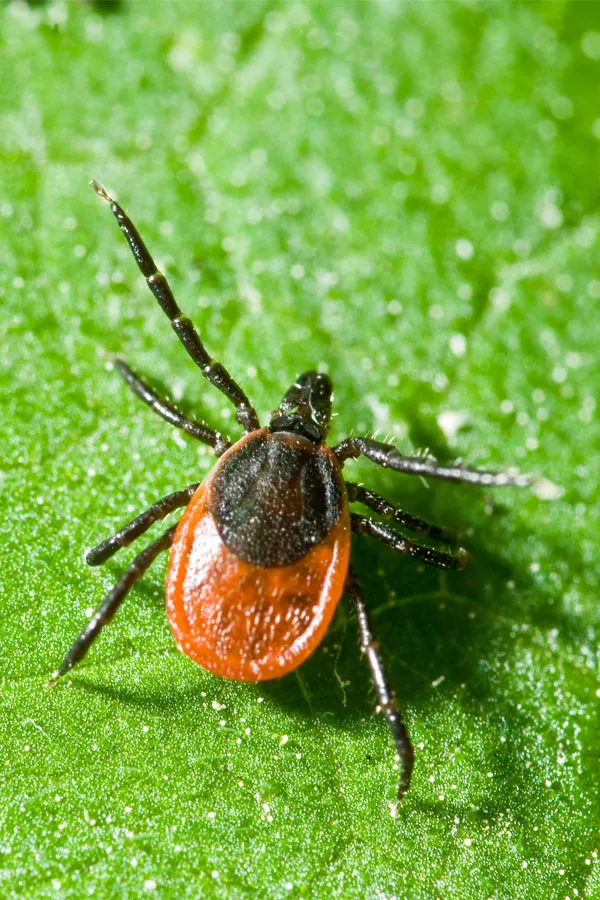 Baltimore-Lyme-Disease-Treatment. Baltimore Lyme Disease Treatment